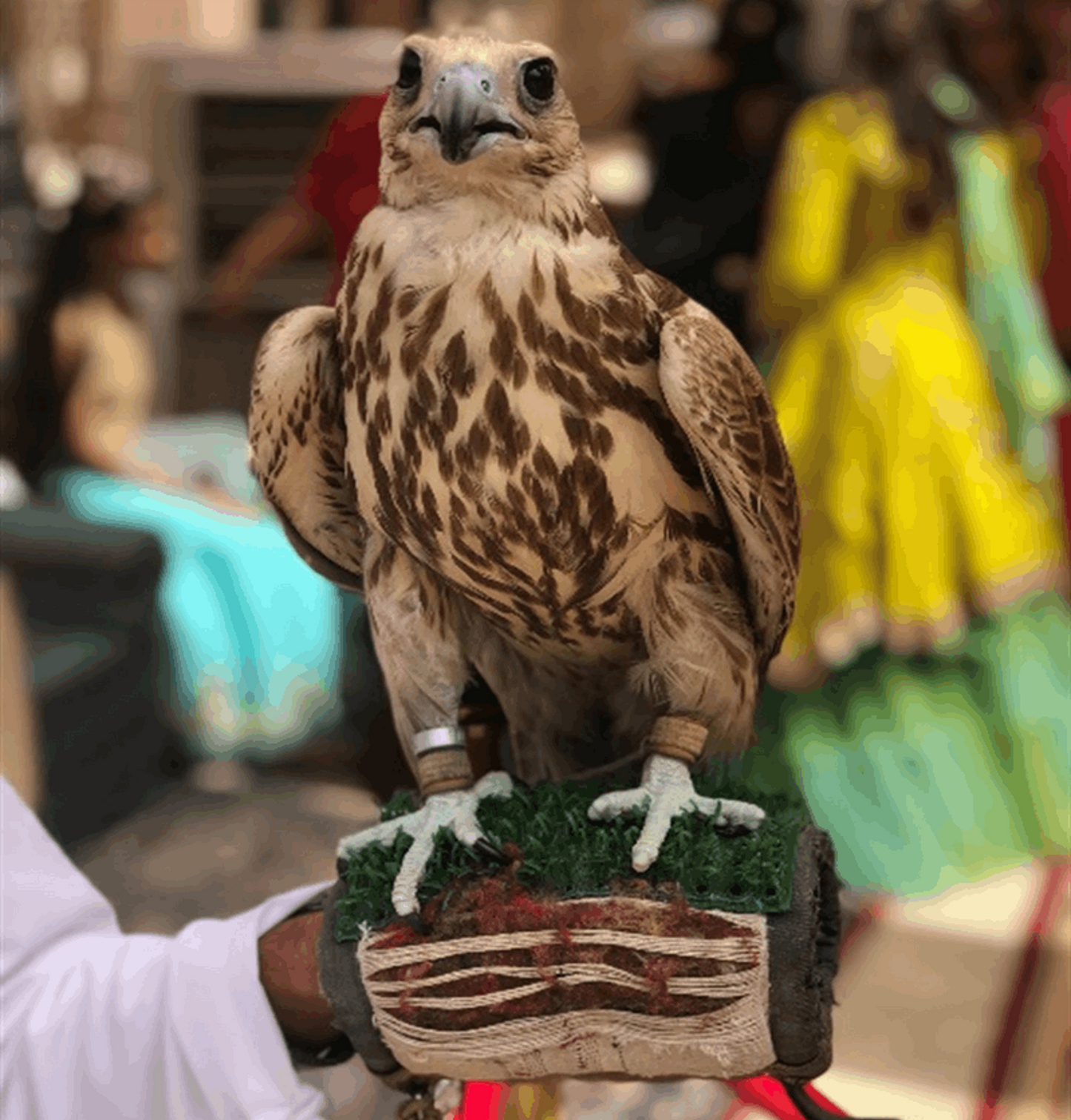 Falcon Person By Abu Muhammed