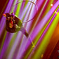 Aerialist