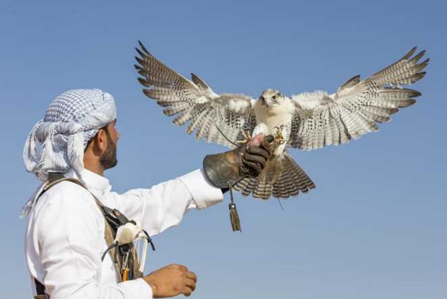 Falcon Person By Abu Muhammed