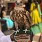 Falcon Person By Abu Muhammed