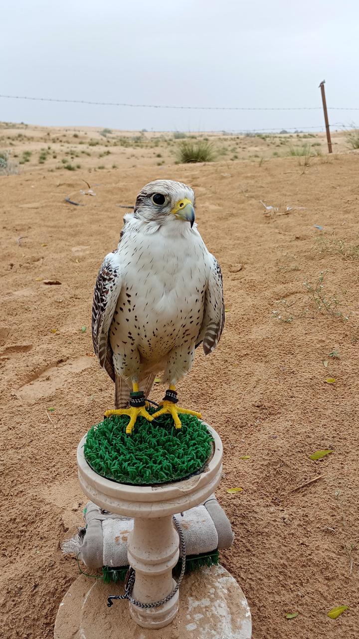 Falcon Man by Abdullah Mahar